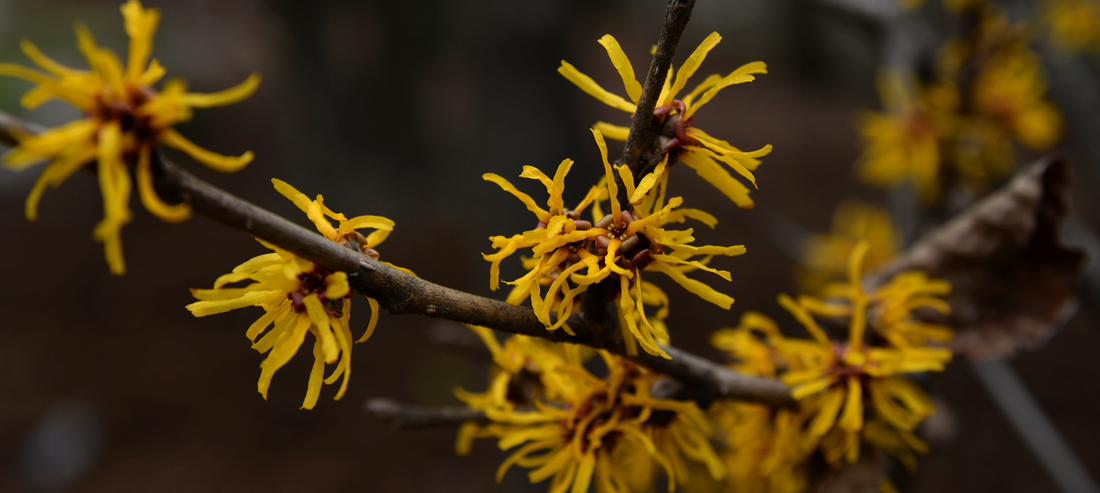 Witch Hazel: A Bewitching Skin Healer