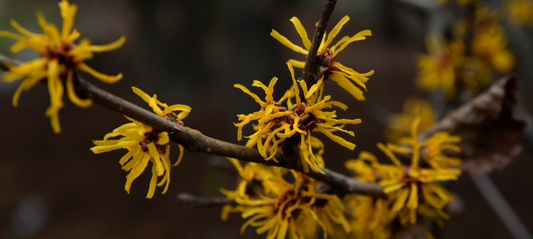 Witch Hazel: A Bewitching Skin Healer