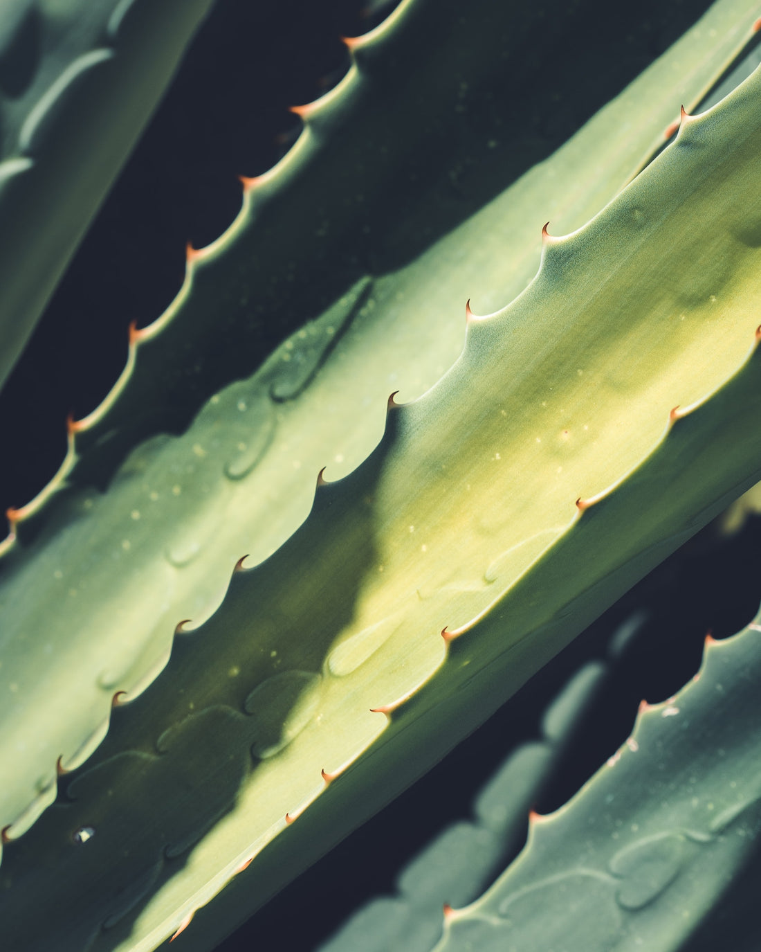 Aloe-lujah: Everything You Need to Know About Aloe Vera